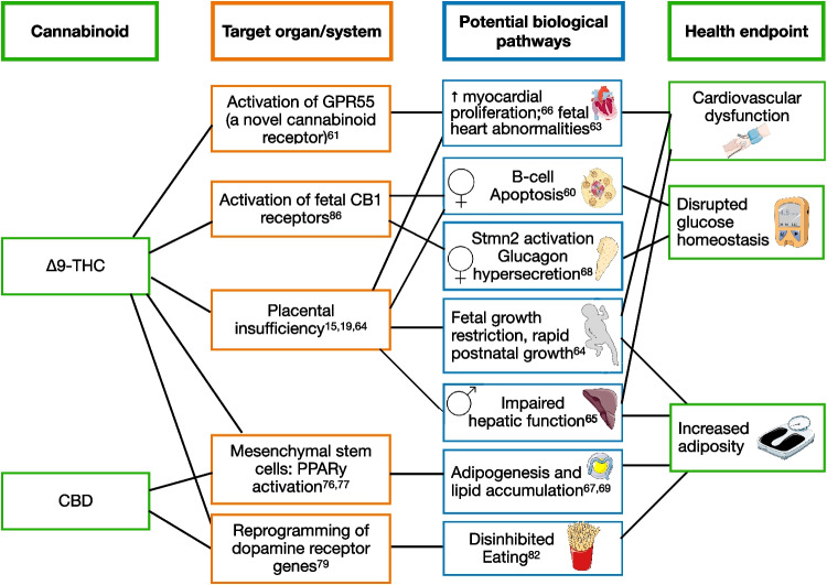 Potential mechanisms underlying the associations between prenatal exposure to cannabinoids with child obesity and cardiometabolic health. Images were obtained from the free medical site http://smart.servier.com/ by Servier licensed under a Creative Commons Attribution 3.0 Unported License