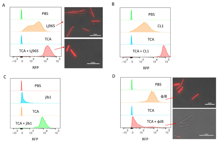 Flow cytometry and fluorescence microscopy of TurboRFP-CBD binding to TCA-treated calls. Cells were resuspended in 1 mL PBS or PBS 10% TCA and heated for 15 min at 98 °C. After heat treatment, the cells were washed four times by centrifugation (4300× g, 10 min) and resuspended in PBS. Panels show overlaid histograms of cells pre-treated with PBS or TCA and then incubated with PBS (control) or 50 µg/mL of (A) TurboRFP-Lj965-CBD-treated L. delbreuckii, (B) TurboRFP-CL1-CBD-treated L. delbrueckii, (C) TurboRFP-jlb1-CBD-treated L. crispatus, or (D) TurboRFP-ΦJB-CBD-treated L. delbreuckii. Representative data from two independent experiments are shown. The red arrows in A and D point to the respective samples visualized using a Nikon eclipse Ci fluorescent microscope equipped with an AT-TRITC filter. Image analysis was conducted with NIS Elements BR software and scale bars = 10µm.