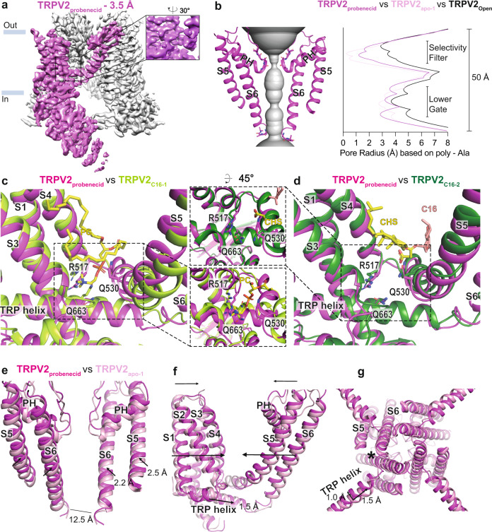 Probenecid-induced conformational changes.a Cryo-EM maps of TRPV2probenecid at 3.5 Å overall resolution with one subunit shown in magenta and the remaining subunits in grey. b The profile of the ion permeation pathway, displayed as grey space-filling model, (left) and the corresponding calculated pore radius as a function of the distance along the ion conduction pathway (right) for TRPV2probenecid (magenta). The pore radii of TRPV2OPEN (PDB-ID:6BO4; black line) and TRPV2apo-1 (PDB-ID: 6U84; pink line) are also included as references. c, d Overlay of (c) TRPV2probenecid (magenta) and TRPV2 C16-1 (light green) and (d) TRPV2probenecid TRPV2C16-2 (dark green) structures based on the alignment of a single subunit. Residues of interest are labelled and represented as sticks. Also shown are PC (c) and CHS (d) as yellow sticks, C16 (d) as pink sticks. e-g Overlay of globally aligned TRPV2probenecid (magenta) and TRPV2apo-1 (pink). e Membrane view comparisons of opposite pore-forming subunits. f Membrane view of the transmembrane region of a single subunit illustrating the differences in the vanilloid pocket region. g View of the pore from the intracellular side of the membrane. PH indicates pore helix, and arrows indicate structural movements of TRPV2probenecid in relation to TRPV2apo-1. The length of the arrow displays the varying degrees of structural changes. Star indicates local conformational changes.