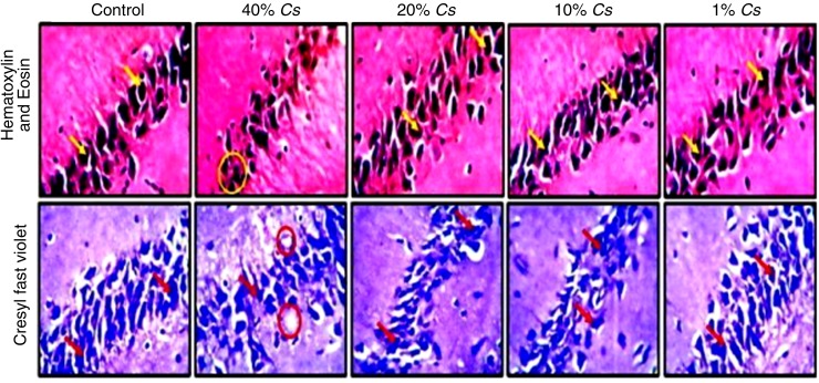 Representative photomicrographs of CA region of the hippocampus of animals fed cannabis diet and untreated controls. A high power magnification showing the general the histomorphology (H&E) and Nissl body characteristics (CFV) stains of animals fed 40%, 20%, 10%, and 1% Cannabis sativa for 14 days. The large pyramidal cells are identified by yellow arrows, while the pyknotic cells can be spotted in yellow circles. The red arrows point at the large pyramidal cell, while the red circles show the pyknotic cells, both under CFV staining. CA, cornu ammonus.