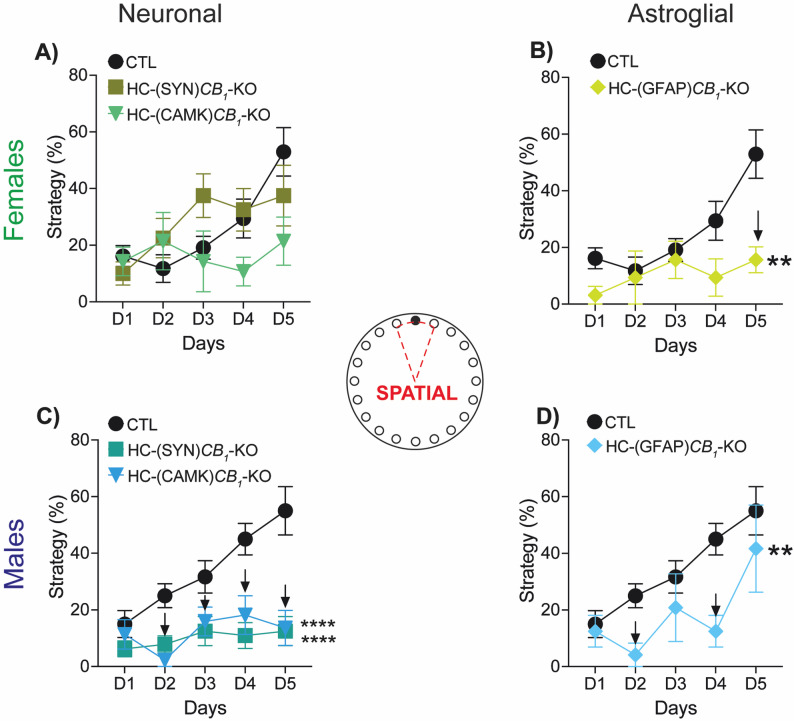 Navigation strategies. Over the test days, animals develop a Spatial strategy in which they go directly to the target hole using the visual cues. Astrocytic CB1 deletion in females (A, B) impaired the development of the Spatial strategy, which was significantly lower than that of CTL mice (B). In males (C, D), such impairment was also produced by neuronal (C) and astrocytic (D) CB1 deletion. Data are presented as mean ± S.E.M. Statistical analysis by Two-Way ANOVA test followed by Sidak’s multiple comparison test. ** p<0.01, **** p<0.0001 vs. CTL. Black arrows indicate p<0.05 vs. CTL on that specific day of the test. See Table S1 for detailed statistics