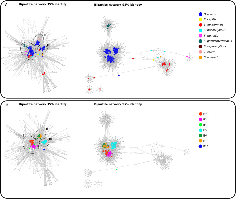 Analysis of gene sharing using a bipartite network display. The network was calculated by the program MultiTwin (63), and a graph was generated using Cytoscape (64). The graph is composed by two types of nodes, namely, the genomes (colored) and the gene families (gray). (A) Displays the bipartite network colored by host, left at 35% of identity and right 95% of identity. (B) Shows the bipartite network colored by the S. aureus subcluster at 35% and 95% of identity (left and right, respectively). Genome distribution was grouped into modules (black circles).
