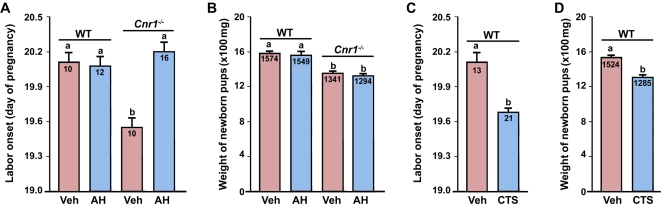 Pharmacological silencing of CRH activities by Antalarmin hydrochloride (AH) on days 15–17 restores normal labor in Cnr1−/− mice with little effects on fetal birth weights (A & B), while enhanced corticosterone (CTS) activity on days 14–18 induces preterm birth with impaired fetal growth in wild-type (WT) mice (C & D).Numbers within bars indicate the number of mice examined in panels A and C. The average fetal weights (mg) are shown in panels B and D. The bars with different letters are significantly different (P<0.01).