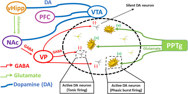 The interplay of different neuronal signals involved in schizophrenia. Ventral hippocampus regulates dopamine levels by excitatory projections towards ventral pallidum, that regulates GABAergic transmission producing silent DA neurons, influencing on DA rapid burst firing and tonic firing. Modified from (Grace and Gomes 2019).