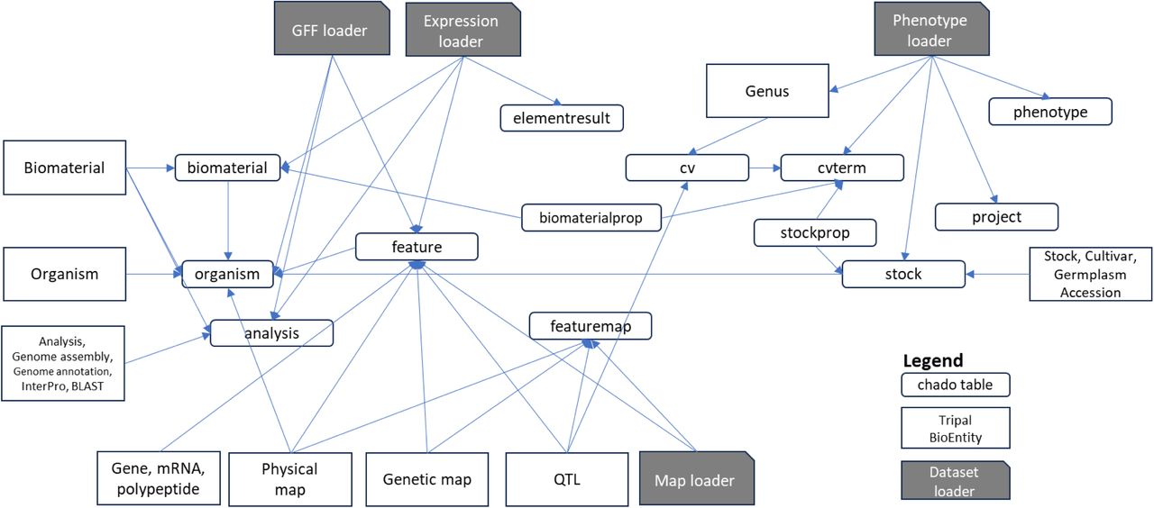 Mapping of Tripal BioEntities and Chado tables.Input files are loaded using ‘Dataset loader’ for the genomic features GFF, expression, phenotype, or map datasets. Input files are loaded using ‘Dataset loader’ for the genomic features GFF, expression, phenotype, or map datasets. The fields are stored in various tables in the Chado schema (green). Tripal then defines BioEntities (blue) based on the record types (type_id) in the tables. The type_id’s are biological ontology terms loaded in the cvterm and cv tables.