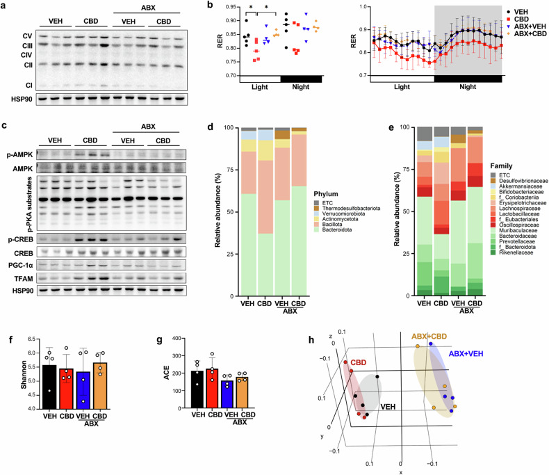 Antibiotic treatment attenuates the effect of CBD on skeletal muscle.a Western blot analysis of the expression of OxPhos subunits in GAS muscles (n = 5). b The 24-h RER was measured by indirect calorimetry (n = 5). c Western blot analysis of the degree of mitochondrial biogenesis in GAS muscles (n = 5). d, e The relative abundance of bacteria, as analyzed through 16S rDNA amplicon sequencing, at the phylum (d) and family (e) levels (n = 4). f, g The α-diversity of the VEH and CBD treatment groups was assessed via the Shannon (f) and ACE (g) indices (n = 4). h β-Diversity analysis was performed via unweighted UniFrac metrics (n = 4). *P < 0.05, **P < 0.01.