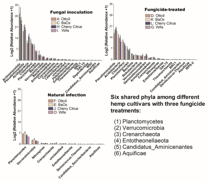 The relative abundance of bacteria that significantly varies across four hemp cultivars in the rhizosphere under three treatments. These cultivars are Otto II, BaOx, Wife, and Cherry Citrus, subjected to fungal inoculation (A, C, H, I), fungicide treatment (D, K, L, G), and natural infection (F, E, J, O). The vertical axis displays the relative abundance [Log2 (relative abundance +1)] of each bacterial phylum, while the horizontal axis lists the microbial phyla with significant differences among the cultivars under the three treatments (P < 0.05). The legend clarifies the three treatments (fungal inoculation, fungicide treatment, and natural infection). This figure provides insights into distinct bacterial populations in the rhizosphere of different hemp cultivars under varied treatment conditions, highlighting significant variations in bacterial abundance among cultivars across the treatments.