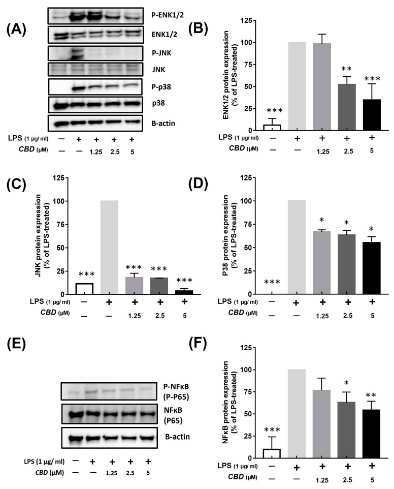 Inhibitory effect of CBD on phosphorylation of MAPK and NF-κB signaling pathways. All samples except control were treated with 1 μg/mL of LPS. (A) Western blot detection bands of each MAPK protein in groups treated with various concentrations of CBD compared with that of (B) p-ERK1/2; (C) p-JNK; and (D) p-P38 in LPS-only treatment group. (E) Western blot detection bands of NF-κB protein in groups treated with various concentrations of CBD compared with that of (F) p-NF-κB protein in LPS-only treatment group. p-value was calculated based on LPS-only data using ANOVA and Tukey’s post hoc test (* p < 0.05, ** p < 0.01, *** p < 0.001).