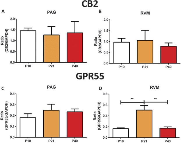 No changes in CB2 transcript levels in the periaqueductal grey (PAG) and rostroventral medulla (RVM) whilst the expression of the GPR55 gene is developmentally regulated. (A and B) TaqMan RT-PCR analysis oCB2 receptor mRNA in the PAG and RVM, respectively, no significant changes in were detected. (C and D) TaqMan RT-PCR analysis of GPR55 receptor mRNA in the PAG and the RVM of P10, P21, and P40 rats (P < 0.001; 1 way analysis of variance [ANOVA]). No changes were observed in the PAG, but GPR55 mRNA was transiently upregulated at P21 in the RVM (D). N = 3 to 5 animals per age group. Data shown here represent mean ± SEM. ** = P < 0.01, between age comparisons, 1-way ANOVA with Bonferroni multiple comparisons.