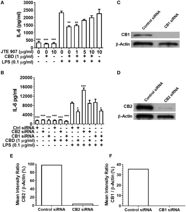 Inhibition or silencing of CB2 abrogates CBD-mediated innate suppression. IL-6 concentrations in 20 h cell-free supernatants were collected from primary human monocytes stimulated, or not, with LPS (0.1 μg/ml) in the presence or absence of CBD (A) with and without CB2 blockade by JTE907 or (B) with or without CB1 or CB2 silencing using siRNA. Efficient knockdown of (C,E) CB1 and (D,F) CB2 was confirmed using Image J software. (A,B) Data represent the mean ± SD of three biological replicates. (C–F) Representative data are presented. */**/***p ≤ 0.05/0.01/0.001, compared to (A) LPS-stimulated control or (B) control siRNA, LPS-stimulated cells.