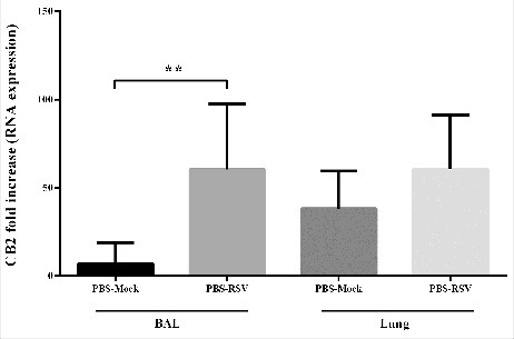 The Effect of RSV infection on CB2 receptors expression. Relative expression of CB2 receptor was evaluated in BAL and lung of mice, 5 day after primary RSV or mock infection, using specific primers targeting the CB2 genes, and normalized to those of the housekeeping gene (β-actin). Results represent the mean ±SEM of 6 animals for each group. (**p < 0.007).