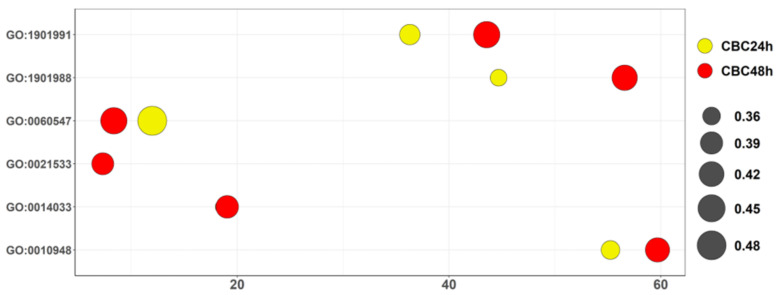 Bubble plot of biological process terms of Gene Ontology. All the terms represented in the vertical axis by ID are enriched in our analysis bot for CBC 24 h and CBC 48 h. The score in the horizontal axis is obtained as −log2 (q-value). The size of the bubbles is the ratio computed as the number of DEGs included in the ontology over the total genes of the ontology itself. Ontology highlighted in yellow was found in CBC 24 h while in red in CBC 48 h.