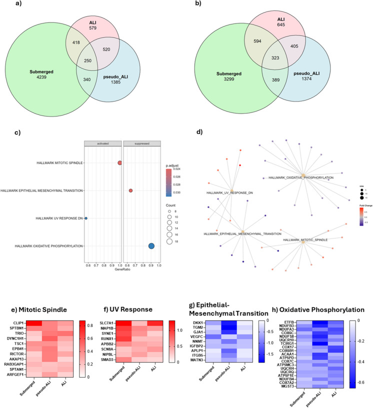 Transcriptional changes in A549 cells in response to cannabis vapor exposure across submerged, pseudo-ALI, and ALI models. (a) Venn diagram showing DEGs upregulated by cannabis vapor across models. (b) Venn diagram showing DEGs downregulated by cannabis across models. (c) GSEA of DEGs common to all models. (d) Cnetplot of enriched pathways. (e–h) Heatmaps displaying log2 fold change values of DEGs of cannabis vapor versus vehicle control in each model related to (e) Mitotic Spindle, (f) UV Response, (g) Epithelial-Mesenchymal Transition, and (h) Oxidative Phosphorylation pathways