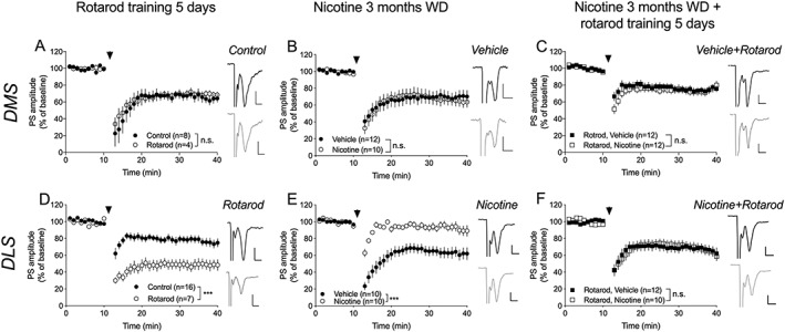 Rotarod training restores synaptic plasticity in the form of eCB‐LTD. A, Rotarod training did not affect eCB‐LTD induced by HFS in the DMS. B,C, Nicotine treatment did not modulate eCB‐LTD. D, Rotarod training facilitated eCB‐LTD in the DLS. E, Extended withdrawal inhibited synaptic depression in the DLS. F, Five days of rotarod training during withdrawal restored HFS‐induced LTD in DLS. Example traces shows evoked PS amplitudes at baseline (black) and after HFS (gray) for different treatment groups. Calibration: 0.2 mV, 2 ms. Data are mean values ± SEM; n = the number of recordings, based on at least five animals/treatment group. DLS, dorsolateral striatum; DMS, dorsomedial striatum; eCB‐LTD, endocannabinoid‐mediated long‐term depression; PS, population spike; SEM, standard error of the mean; WD, withdrawal