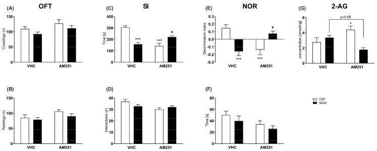 Effects of early pharmacological blockade of cannabinoid CB1 receptor on MAM rats at adulthood. Data are presented as means ±S.E.M (n = 7–12) of (A,B) locomotor activity in the OFT, (C,D) social behavior in the SI, (E,F) cognitive performance in the NOR, and of (G) (n = 3–5) 2-AG content in the PFC. * p < 0.05 and *** p < 0.01vs. CNT/VHC; # p < 0.05 vs. MAM/VHC.
