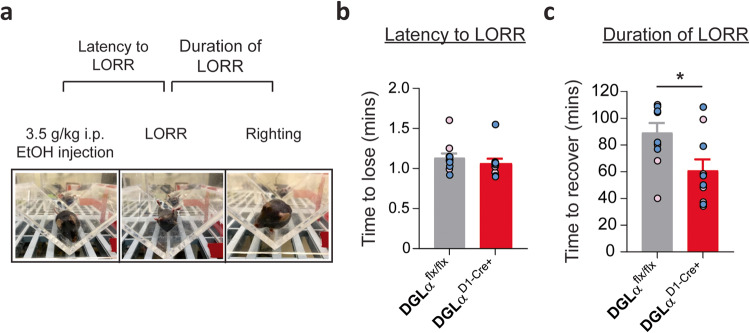 Deletion of striatal dMSN 2-AG signaling reduces duration of loss of righting reflex (LORR).a Experimental schematic and pictures of LORR testing paradigm. b Latency to lose (c) and duration of ethanol induced LORR. Data from individual animals are overlaid as circles, with females in pink and males in blue. DGLα flx/flx in gray and DGLα D1 Cre+ knockout mice in red. All error bars represent SEM. t test, *p < 0.05.