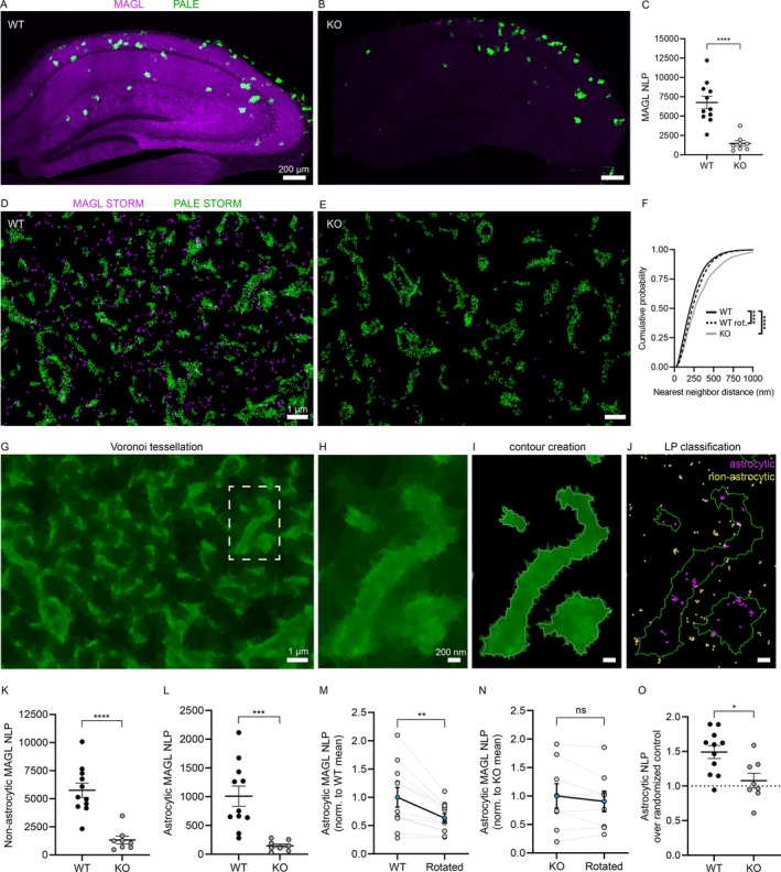 PALE‐based segmentation and STORM‐based single‐molecule detection sensitivity identifies low‐copy‐number MAGL localization points in astrocytes. (A and B) MAGL labeling in MAGL WT and MAGL KO pups with astrocytes labeled by PALE. (C) Quantification of the number of localization points (NLP) in MAGL STORM images (MAGL WT n = 11 images from 3 animals, MAGL KO n = 8 images from 3 animals, presented as mean ± SEM, unpaired t‐test, ****p < 0.0001). (D and E) Dual‐color STORM image of MAGL and the astrocytic arbor obtained from MAGL WT and MAGL KO sections. (F) Distribution of nearest neighbor distances of MAGL and PALE localization points in MAGL WT and KO sections, and in rotated controls of the WT images (WT n = 17,994 localization points from 11 images from 3 animals, KO n = 2578 localization points from 8 images from 3 animals. WT versus KO, two‐sample Kolmogorov–Smirnov test, d = 0.18, ****p < 0.0001; WT versus WT rotated, two‐sample Kolmogorov–Smirnov test, d = 0.08, ****p < 0.0001). (G) Voronoi tessellation of PALE STORM from the very same area as in (D). Tessellation and image creation was performed via SR‐Tesseler. (H) Enlarged view of the boxed area in (G). (I) Object creation from Voronoi cells after setting a density factor. The contour of the object will serve as a region of interest (ROI) for subsequent molecule filterings. (J) MAGL STORM localization points are classified as astrocytic and non‐astrocytic ones based on their positioning respective to the astrocytic contours. Localizations were visualized by the Visual Molecular Dynamics (VMD) software. (K and L) Summary graphs of MAGL STORM localization point numbers between MAGL WT and KO animals for non‐astrocytic and astrocytic localizations (n = 11 images from WT from 3 animals, and n = 8 images from KO from 3 animals, presented as mean ± SEM, unpaired t‐test, non‐astrocytic: ****p < 0.0001, astrocytic: ***p < 0.001). (M–O) Summary graphs comparing the astrocytic MAGL NLPs in WT and KO sections between the original and their rotated control image pairs (WT vs. rotated, n = 11 images from 3 animals, paired t‐test, **p = 0.0034; KO vs. rotated, n = 8 images from 3 animals, paired t‐test, p = 0.2082; fold change over rotated controls, n = 11 images from 3 WT animals, and n = 8 images from 3 KO animals, unpaired t‐test, *p = 0.01. All data are presented as mean ± SEM).