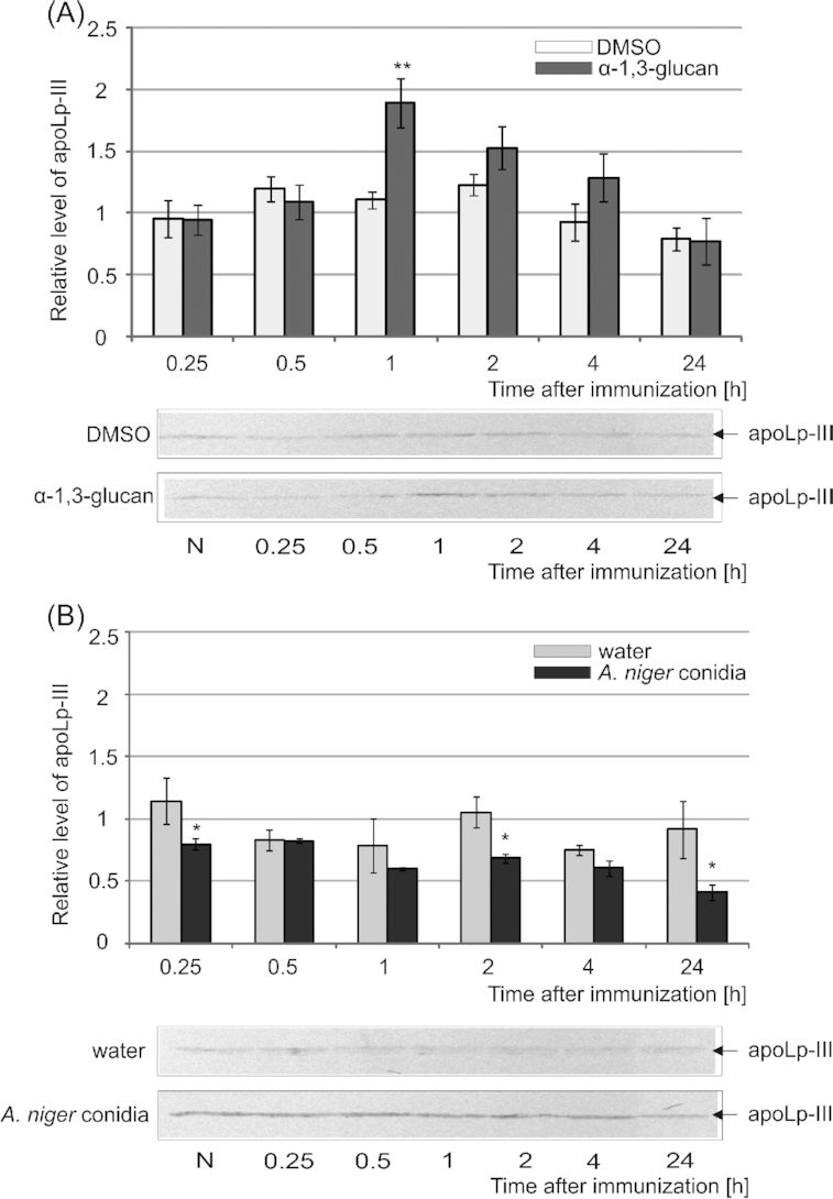 Apolipophorin III level in the hemolymph of G. mellonella larvae immunized with A. niger α-1,3-glucan (A) or A. niger conidia (B). Hemolymph samples (3 μg) of non-immunized larvae (N) and samples collected 0.25–24 h after the immunization with α-1,3-glucan or DMSO and A. niger conidia (1 × 105) or water were separated by SDS-PAGE and transferred onto a PVDF membrane. After incubation with primary anti-apoLp-III and secondary antibodies conjugated with alkaline phosphatase, protein bands of approximately 18 kDa corresponding to the position of apoLp-III were detected (representative membranes are presented below diagrams). A densitometric analysis of the obtained bands was carried out, assuming the relative value of N = 1. The level of significance determined for the differences between the mean values from three independent experiments obtained for α-1,3-glucan and DMSO and for A. niger conidia and water is marked with asterisks: *P < 0.05 and **P ≤ 0.01.