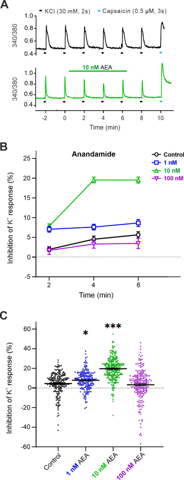 The concentration-dependent inhibition of the DRG neurons excitability by exogenous AEA application. (A) Repeated application of KCl (30 mM, 2 s) at 2 min intervals induced the increase of the intracellular level of Ca2+ in a single neuron under control conditions (black line). The application of 10 nM AEA (6 min, green line) decreased the amplitude of the 340/380. Capsaicin (0.5 µM, 3 s) was applied at the end of the experiment. (B) Repeated application of KCl in control conditions resulted in slight inhibition of K+-induced Ca2+ responses in DRG neurons (n = 211). AEA at a concentration of 1 nM further inhibited the control K+-induced response at the 2nd min (n = 202, p < 0.001) and 4th min (p < 0.05) of the application. The inhibitory effect of 10 nM AEA increased continuously until the 4th min and persisted until the 6th min (n = 263, p < 0.001 at 2nd, 4th, and 6th min). Application of 100 nM AEA (n = 218) did not alter the control K+-induced responses. Statistical significance was calculated relative to the Control (black line). (C) Depiction of a representative inhibitory effect induced by AEA at the 4th min. The application of 1 nM and 10 nM AEA significantly increased the inhibition compared to the control conditions (black). One-way ANOVA (Dunnett’s test) was used for statistical analysis, with criteria for significance ∗p < 0.05, ∗∗∗p < 0.001.