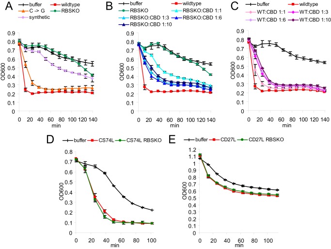 A–C, lysis assays performed on C. tyrobutyricum using CTP1L wild type protein (0.1 μm) as well as mutants that silence truncated CBD expression. B, the addition of increasing ratios of CBDHis to 0.1 μm K190S/G191S/RBSKO. C, repression of wild-type CTP1L activity with CBDHis. D and E, lysis assays performed on C. sporogenes using CS74L (D) and C. difficile using CD27L (E) wild type protein, as well as RBSKO mutants (concentration 0.1 μm) show no effect of the secondary translation product on lytic activity. The decrease in optical density over time is a measure of lysis. Results represent the mean of duplicates ± S.D.