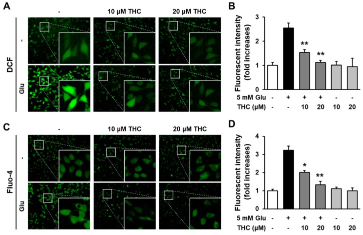 THC diminished the increase in intracellular ROS and Ca2+ via its antioxidant activity. (A) Cells were treated with 5 mM glutamate with or without 10 or 20 μM THC for 8 h and stained with H2DCF-DA. Green indicates DCF fluorescence (20×). (B) Bars denote the ROS levels measured by fold-increases in the fluorescent intensity of DCF (** p < 0.001 compared to glutamate-treated cells). (C) Cells were treated with 5 mM glutamate with or without 10 or 20 μM THC for 8 h and stained with Fluo-4 AM for an additional 30 min. Green fluorescence indicates DCF active cells (20×). (D) Bars denote the levels of [Ca2+]i measured by fold-increases in the fluorescent intensity of Fluo-4 (* p < 0.05 and ** p < 0.001 compared to glutamate-treated cells).
