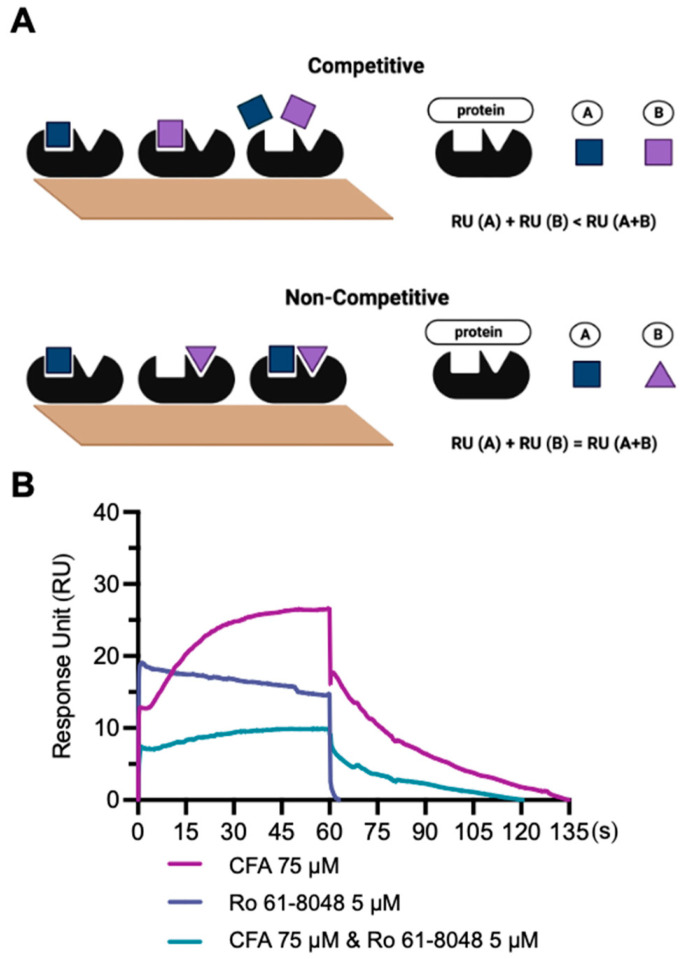 Competitive SPR binding assay between CFA and Ro 61-8048 on the KMO protein. (A) Two binding modes: RU (A) + RU (B) < RU (A + B) indicates competitive binding and RU (A) + RU (B) = RU (A + B) for non-competitive binding. (B) SPR sensorgram for CFA (75 μM), Ro 61-8048 (5 μM), and CFA (75 μM) combined with Ro 61-8048 (5 μM) binding with KMO.