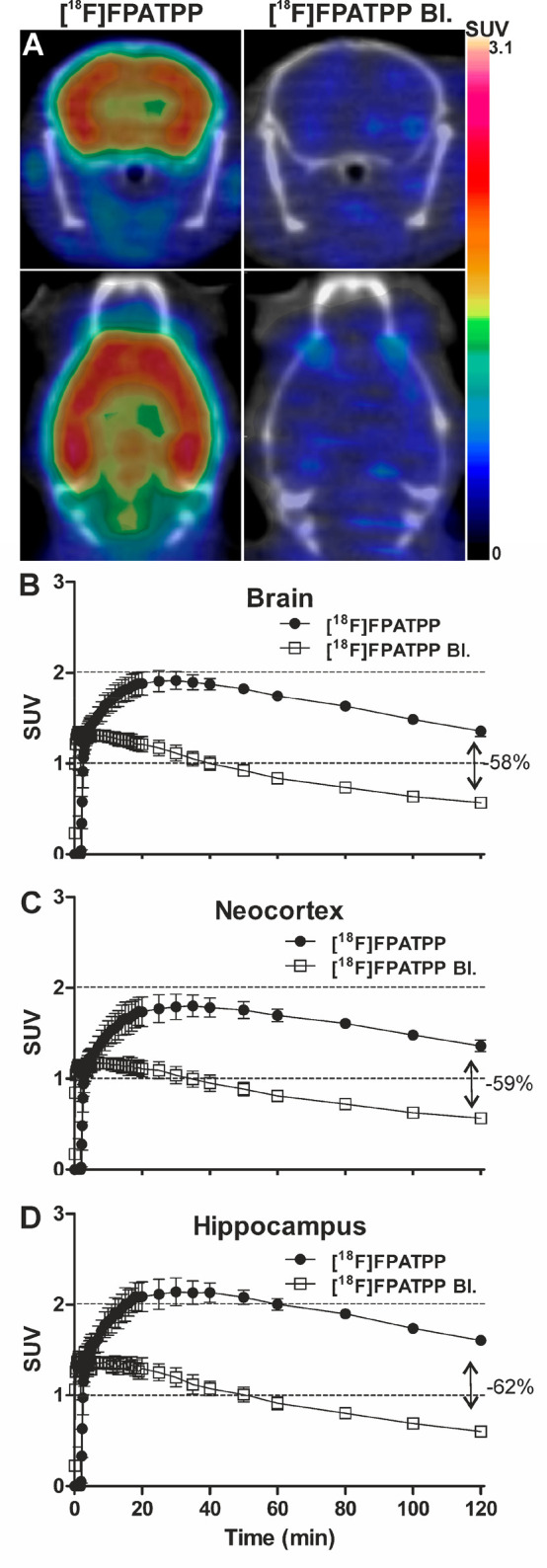 (A) Representative coronal and transaxial [18F]4 PET/CT images summed for 90–120 min in an adult mouse brain with vehicle (left) and 2 mg/kg rimonabant pretreatment (right). (B–D) Time–activity curves for the whole brain, neocortex, and hippocampus at baseline (n = 3, 1 female) and with rimonabant pretreatment (n = 3, 1 female) and their percentage difference at 120 min. Bl., Blocking; SUV, standardized uptake value. Data are expressed as mean ± SD.