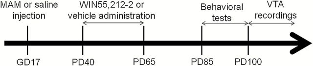Experimental design. Pregnant rats were administered MAM or saline on GD 17. Rats from each group received either i.p. administration of the CB1/2 receptor agonist WIN55,212-2 (1.2mg/kg) or Veh during PD40 to PD65. These rats were used for behavioral (attentional set-shifting task and amphetamine-induced hyperlocomotion) and electrophysiology tests as adults (PD > 85).