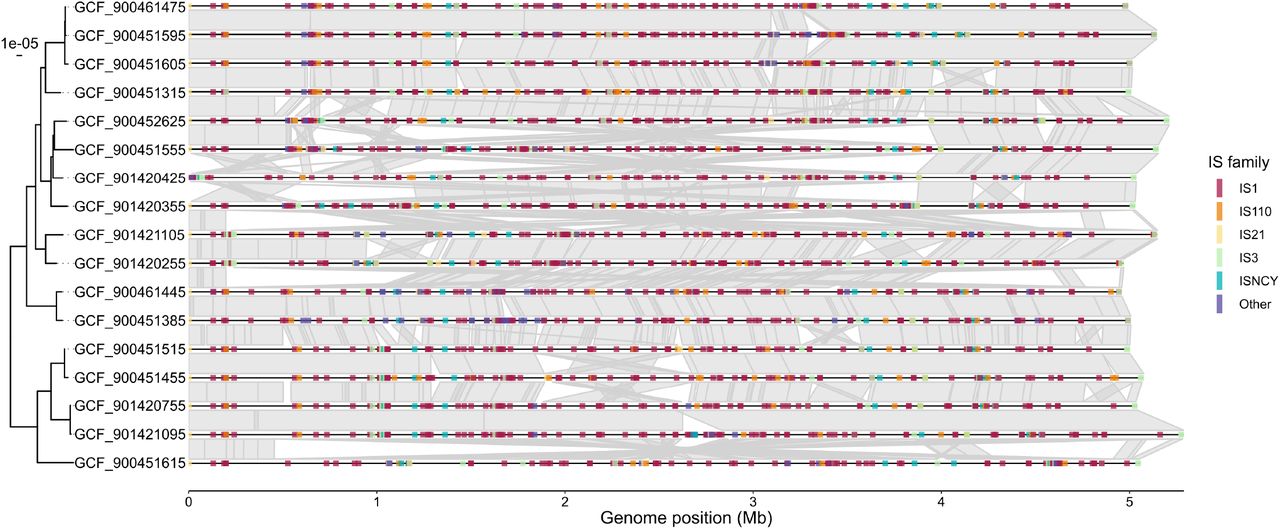 Insertion Sequences vary locationally within SL82.Comparison of insertion sequences (IS) and homologous blocks between SL82 complete chromosomes. Tree shown is a SNV distance tree showing 17 genomes. Grey links between genomes represent homologous sequence blocks as aligned by nucmer with standard parameters. Coloured lines show IS family. All genomes start at dnaA.