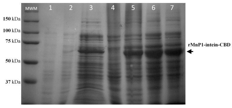 Solubilisation of MnP1-Intein-CBD fusion from inclusion bodies. SDS–PAGE analysis of the insoluble fraction treated with buffer containing 4 or 8 M urea. When cultures reached an OD600nm of 0.5, they were induced with 0.1 mM of IPTG and incubated at 37 °C for 12 h. Lane 1: Uninduced cells. Lane 2: Induced cells. Lane 3: Whole cell lysate. Lanes 4 and 5 correspond to soluble fraction and inclusion bodies, respectively. Inclusion bodies were treated with 4 M or 8 M urea (Lane 6 and 7, respectively). MWM: Kaleidoscope Protein Standard.
