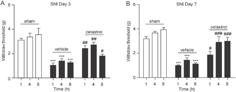 Celastrol reduced hyperalgesia in SNI mice. The time-course effect of vehicle (5% PEG/5% Tween-80 in saline, 10 mL/kg, i.p.) and celastrol (1 mg/kg, 10 mL/kg, i.p.) on mechanical allodynia in SNI mice (closed bars) on the third day post-surgery (A); and the seventh day post-surgery (B). Sham, sham-operated mice (open bars); 1, 1 h after drug administration; 4, 4 h after drug administration; 8, 8 h after drug administration. *** p < 0.001 vs. Sham-operated mice; # p < 0.05, ## p < 0.01, ### p < 0.001 vs. vehicle, one-way ANOVA with Bonferroni’s multiple comparison test, n = 7–8.