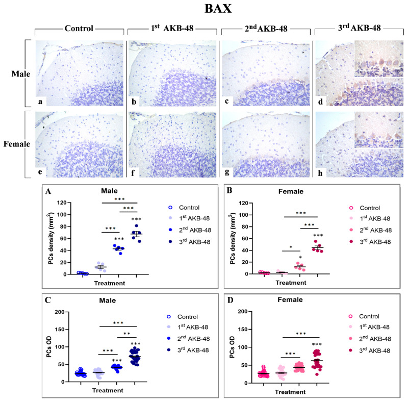 Immunohistochemical staining for BAX in the cerebellar cortex of male and female mice, either untreated (control) or treated with increasing doses of AKB-48. Control (a,e), 1st AKB-48 dose (b,f), 2nd AKB-48 dose (c,g), and 3rd AKB-48 dose (d,h). Images (a–h), 40×; insets, 100×. The histograms show the analysis of immunopositive PC density (mm2) in male and female mice (Panels (A) and (B), respectively) as well as immunolabeled PC OD (Panels (C) and (D) for males and females, respectively). * p < 0.05, ** p < 0.01, *** p < 0.001. n = 5/group.