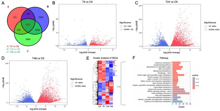 Analysis of categorized DEGs related to hemp leaves under comparative groups of alkali-stress and control treatments.(A) Venn diagram of DEGs in comparative treatment groups at different time intervals, (B) Volcano plot of DEGs between alkali-stress and control at 6 h, (C) at 24 h, (D) at 48 h, (E) Hierarchical clustering analysis of DEGs, (F) Pathway information of clustered gene involved in the T48 group of alkali-stress.