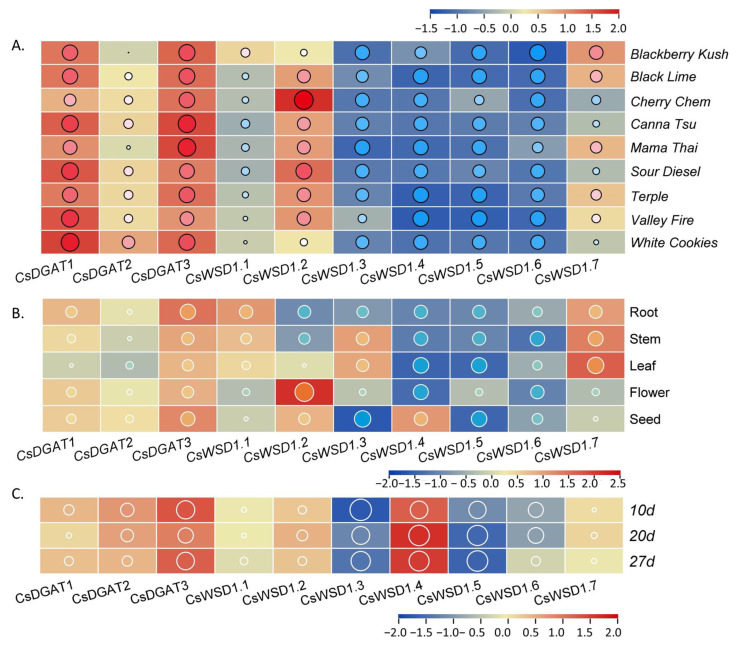 Normalized expression profiles of CsDGAT family genes in C. sativa. (A) Normalized expression profiles of CsDGAT genes in female inflorescences of ten hemp varieties based on transcriptome expression data. (B) Normalized expression profiles of CsDGAT genes in different tissues of identically hemp varieties based on transcriptome expression data. Each column represents a different tissue of hemp. (C) Normalized expression profiles of CsDGAT genes in developing seeds at different growth stages after fertilization based on transcriptome expression data. Each column represents a different growth stage of hemp. The size of circles with different colors represents the value of expression quantity. The bottom bar indicates high to low normalized expression data (red to blue).