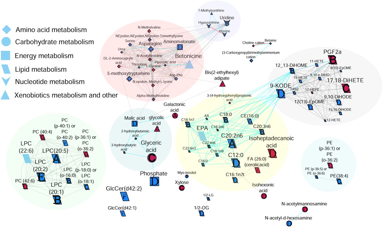 Biochemical network displaying differences between almond and cracker group AUCs over different time periods. Metabolites are connected based on biochemical relationships (orange, KEGG RPAIRS), measured structural similarity (blue, Tanimoto coefficient ≥ 0.7), or manually annotated structural similarity (grey). Metabolite size denotes the effect size (Hedge’s g, almond vs cracker group). Metabolite color represents the direction of the effect size, for example blue represents almond > cracker overall (p-value<0.05) and pink represents almond < cracker overall (p-value<0.05). Letters denote the time period for which significant (p-value<0.05) group effects were observed. For example, “A” represents AUC0-15 min only, “B” represents AUC0-30 min only or in combination with AUC0-15 min, “C” represents AUC0-60 min only or in combination with AUC0-15 min, AUC0-30 min, “D” represents AUC0-120min only or in combination with AUC0-15 min, AUC0-30 min, or AUC0-60 min, “E” represents AUC15-30 min only, “F” represents AUC30-60 min only, and “G” represents AUC60-120 min only or in combination with AUC30-60 min. If metabolites showed significant changes over multiple time periods, only the time period showing the largest effect size was colored. P-values are derived from the time 0-adjusted linear model analysis. Shapes display primary metabolic pathways or structural superclass designations obtained via ClassyFire. Clusters of metabolites are circled. Significant metabolites which did not have KEGG identifiers are included as independent nodes with manually annotated edges within their respective pathway clusters. Diglyceride and triglyceride clusters are not depicted in this network map for clarity. CE, cholesterol ester; LPC, lysophosphotidylcholine; PC, phosphotidylcholine; PE, phosphatidylethanolamine.