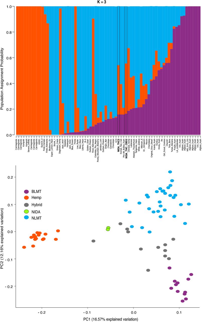 STRUCTURE and Principal Component Analyses.Top panel: Proportion of each color in the bar indicates the probability of assignment to Hemp (orange), NLMT (blue), or BLMT (purple), groups. Both of NIDA’s strains outlined with black margins are assigned to both NLMT and hemp groups with less than 60% probability, and therefore we assigned them to the Hybrid group. Bottom panel: The two NIDA varieties in green cluster with each other and away from other varieties.