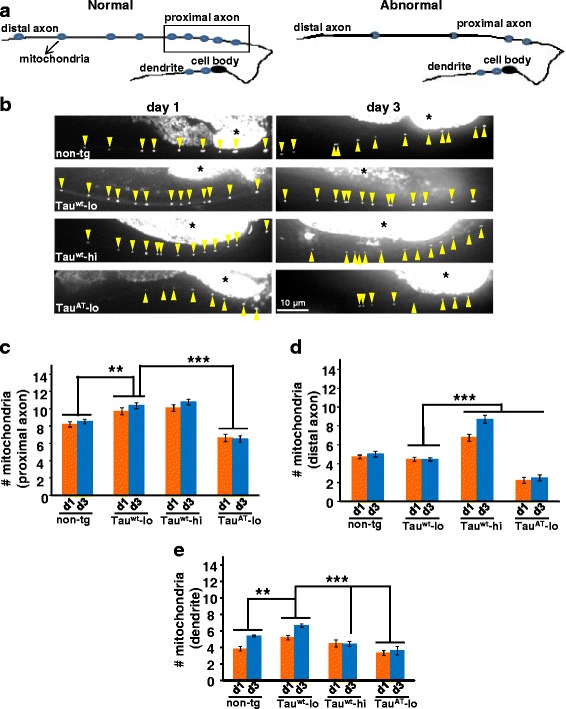 Mutant TauAT worms display abnormal distribution of mitochondria. a Schematic representation of DA9 motor neuron displaying a normal and an abnormal patterning of mitochondria in different compartments (blue dots). b Day-1 old adult worms of the tau-transgenes (left panel) visualized after crossing them into the wyEx2709 [Pitr-1::TOM-20 1-54aa ::yfp] reporter that highlights YFP-tagged mitochondria in DA9 motor neurons. Magnified images of the region corresponding to the proximal axon (boxed area in the schematic) are shown to visualize the faint mitochondrial particles (yellow arrowheads). Mitochondrial particles in day-3 old adult worms of the transgenes (right panel). Areas in white marked by asterisk shows body autofluorescence. c, d, and e Quantification of the average number of mitochondria in different regions of DA9 neurons designated as proximal axon (boxed region), distal axon (away from boxed region) and dendrite. TauAT-lo animals exhibit fewer mitochondria than non-tg and Tauwt worms in all the specified compartments of the neuron at day 1 and day 3. Error bars show mean ± SEM, n ≥ 20. **P ≤ 0.01, ***P ≤ 0.001. Paired t-test with unequal variance was used for comparison