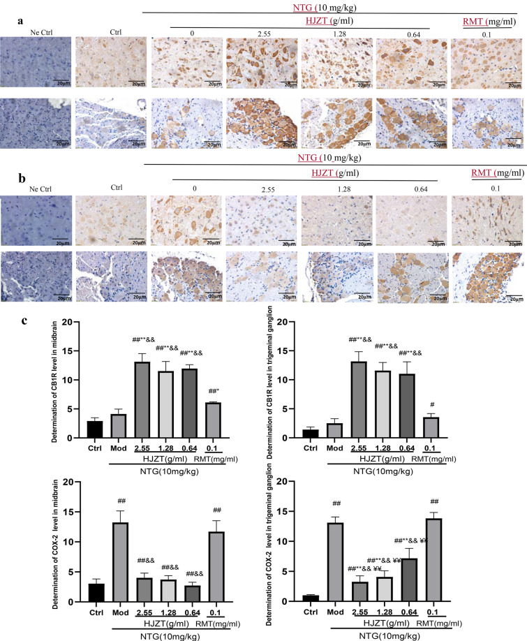 a Representative images of CB1R expression (brown staining) in midbrain and TG tissues. b Representative images of COX-2 expression in the midbrain and TG. c Comparison of the expression of CB1R and COX-2 in the midbrain and TG tissues of rats from each group. ##P < 0.01 compared with the control group, #P < 0.05 compared with the control group, *P < 0.05 compared with the model group, **P < 0.001 compared with the model group, &&P< 0.01 compared with the RMT group, and ¥¥P< 0.01 compared with the low-dose HJZT group; n = 8, mean±SD