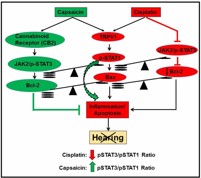 A summary of capsaicin protection against cisplatin ototoxicity. This chart summarizes the proposed molecular mechanisms underlying capsaicin mediated protection against cisplatin-induced ototoxicity. It appears that otoprotection mediated by capsaicin is produced by activation of CB2 receptors which further activates STAT3. Activation of STAT1 by capsaicin contributes to the transient inflammatory response without recruitment of apoptotic pathways as previously observed in vivo (as shown by the green dotted arrow). The transient inflammation through the activation of STAT1 desensitizes the TRPV1 receptors, decreasing the presence of STAT1 to be activated by cisplatin. Such phenomenon can mitigate the undesired inflammation further initiated by cisplatin. The net protective action of capsaicin could result from an increase in the JAK2 and STAT3/STAT1 ratio in cells in the cochlea, abrogating the negative impact of cisplatin on this ratio.