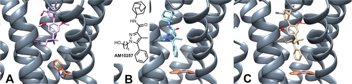 Comparison of active (A, PDB 8GUS, ligand HU-308)48 and inactive (B, PDB 5ZTY, ligand AM10257)49 CB2R conformations. (C) Docking study of HU-308-derived putative inverse agonist (R)-1 in the inactive CB2R conformation (PDB 5ZTY). (R)-1 reaches into the secondary pocket occupied by the toggle switch responsible for CB2R activation, Trp2586.48 (orange), and shares binding interactions virtually identical with those of AM10257.