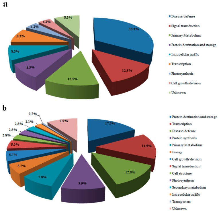 Functional classification of differentially expressed proteins in hemp under Pb stress. (a) Proteins down-regulated in BM; (b) proteins down-regulated in Y1.
