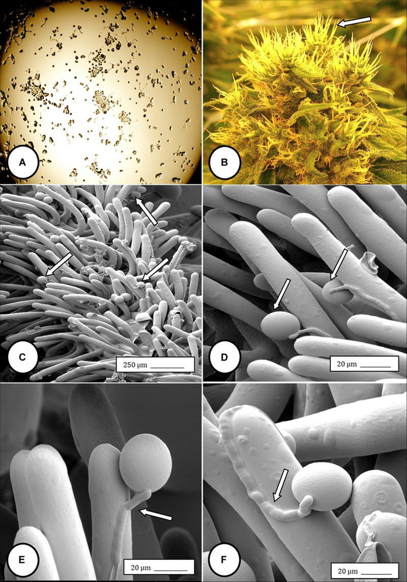 Light and scanning electron micrographs of pollen germination in Cannabis sativa. (A) Pollen germination in water after 72 h showing germ tube formation at a 20% frequency. (B) Female inflorescence showing protruding receptive stigmas. The flower heads were excised and pollinated in vitro using pollen collected from a male flower. (C–F) Pollen germination and germ tube development on stigmatic papillae in situ. Arrows show pollen grains in (C,D) and germ tube growth in (E,F).