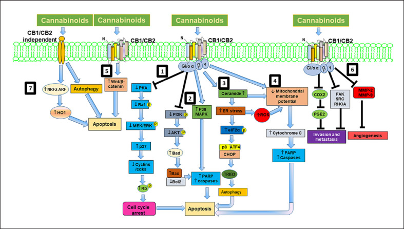 Schematic representation of cannabinoid mediated signaling pathways in cancer cells. In cancer cells, cannabinoids engage the CB1 or CB2 receptors to modulate numerous signaling pathways promoting cell cycle arrest, autophagy, and apoptosis and inhibit cell proliferation, invasion, metastasis, and angiogenesis. (1) Cannabinoids inhibit cAMP-dependent protein kinase, which modulates mitogen-activated protein kinases (MAPKs) and leads to stimulation of cyclin kinase inhibitor p27 and inhibition of cell cycle regulatory molecules, resulting in G1 arrest and apoptosis. (2) Cannabinoids also modulate MAPKs and PI3K/Akt pathways and its downstream apoptotic proteins leading to induction of apoptosis. (3) Cannabinoids also stimulate ceramide synthesis via activation of serine palmitoyl transferase (SPT) and upregulate p8, leading to induction of apoptosis through autophagy. (4) Cannabinoids also cause depolarization of the mitochondrial membrane, and caspase activation. (5) Cannabinoids inhibit cancer cell proliferation and apoptosis by modulating Wnt/β-catenin signaling pathway. (6) Cannabinoids inhibit invasion, metastasis, and angiogenesis through modulating COX-2/prostaglandin E2 (PGE2) signaling pathways, focal adhesion kinase (FAK) and RhoA-ROCK pathways and inhibiting MMPs respectively. (7) Cannabinoids also induce cell death via CB1/CB2 receptor-independent mechanisms by activating nuclear factor (erythroid derived 2)-like 2 (Nrf2)/antioxidant responsive element (ARE) pathway and heme oxygenase-1 (HO-1) induction and transcription.
