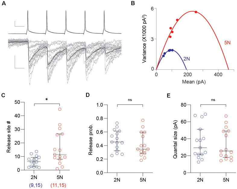 Mean-variance analysis reveals a developmental increase of release sites per PV-IN→Pyr connection. (A) Representative uIPSC evoked by 50 Hz trains (of five pulses) used in the mean-variance analysis to estimate synaptic parameters. Superimposed traces are 15 consecutive sweeps (gray) and the averaged response (black). Scale bars represent 20 mV, 100 pA, and 10 ms. (B) The relationship between mean amplitude and variance of the five uIPSCs in the trains from 2N (blue) and 5N (red) mice were fitted with parabolas. (C–E) Summary graphs depicting synaptic parameters including the number of release sites (C), the release probability (D), and the quantal size (E) estimated from the parabolic fit (see “Materials and Methods” section) in 2N and 5N mice. Circles represent individual cases, horizontal bars indicate the median with 95% CI. The number of mice and analyzed cell pairs are indicated in parentheses. Asterisks indicate p < 0.05. ns: not significant.