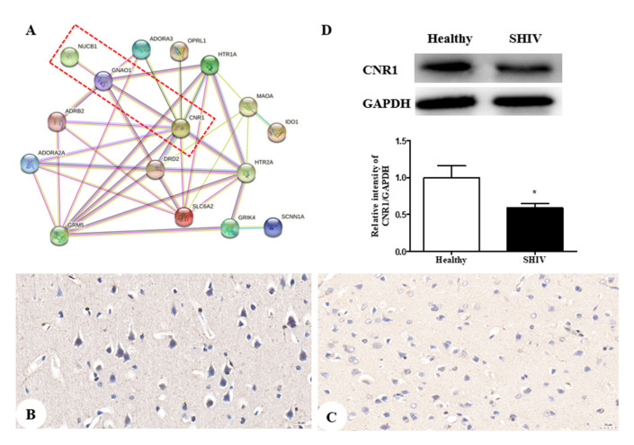 CNR1 protein expression in both an SHIVKU-1-infected monkey and healthy control: (A) the protein-protein interactome networks; blue rectangle nodes represent down-regulated proteins; red circular nodes stand for the up-regulated proteins; the lines represent the regulation of relationship between two nodes; (B) IHC staining against CNR1 of the healthy control (400×); (C) IHC staining against CNR1 of the SHIVKU-1-infected monkey (400×); (D) comparison of CNR1 expression of cerebral cortex in healthy control and the SHIVKU-1-infected monkey using Western blotting. In the column, from the t test, statistically significant differences of two groups can be determined (p = 0.0366). * p < 0.05.