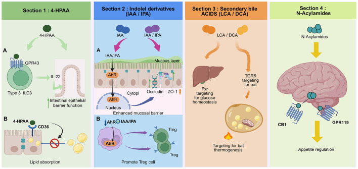 Infographic showing four sections on gut-derived metabolites and their effects: Section 1 illustrates 4-HPAA enhancing epithelial barrier and reducing lipid absorption; Section 2 details IAA/IPA indole derivatives strengthening mucosal barriers and promoting Treg cells; Section 3 shows secondary bile acids regulating glucose and thermogenesis via liver and fat tissue targeting; Section 4 depicts N-acylamides signaling through receptors in the brain to regulate appetite.