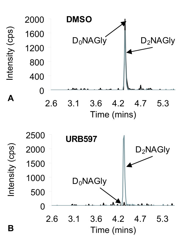 Chromatograms of lipid extracts of C6 Glioma of the tandem mass spectrometric (MS) methods for both deuterium-labeled NAGly (D2NAGly) in which the parent mass in negative mode [362.3]- is paired fragment mass of deuterium-labeled glycine [76.0]- and the non-deuterium-labeled N-arachidonoyl glycine (D0NAGly) that has a parent mass in negative ion mode of [360.3]- and a paired fragment mass of glycine [74.0]-. A) Chromatogram of MS scans for D2NAGly and D0NAGly from the lipid extract of C6 Glioma cells that were incubated with DMSO followed by D4AEA. B) Chromatogram of MS scans for D2NAGly and D0NAGly from the lipid extract of C6 Glioma cells that were incubated with 1 μM URB 597 followed by D4AEA.