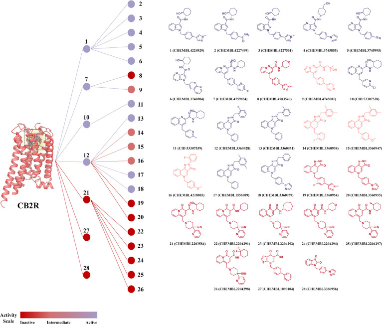 Predicted affinity/binding distribution of M1R PAM compounds in the CB2R orthosteric binding site by scaffold-defined groups. (A) color-coded tree map illustrates the distribution of predicted binding affinities for the M1R PAM compounds at the CB2R orthosteric binding site, grouped according to shared chemical scaffolds.