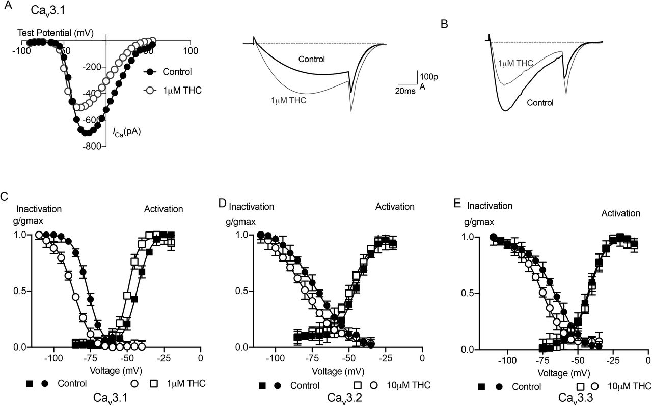 Effects of THC on the voltage-dependence of CaV3 activation and Inactivation.Current-Voltage (I-V) relationship showing the activation of CaV3.1 from a holding membrane potential of −100mV in the absence and presence of 1 μM THC.(B) The peak current amplitude is plotted at testing membrane potential of −51mV and −22mV. Example traces of this experiment illustrating the effects of 1μM THC: current is enhanced at lower test potentials then inhibited at more depolarized potentials.(C) THC effect on CaV3 channels kinetics when HEK293 cells were voltage clamped at −100mV, depolarized to 50mV from −75mV showed that 1 μM THC shifted activation and inactivation of CaV3.1 to negative potentials significantly.(D) 10 μM THC effects on activation and inactivation kinetics of CaV3.2 indicated steady state inactivation was shifted to negative potentials significantly however THC caused −5mV shift in activation kinetics of CaV3.2.(E) 10 μM THC effects on activation and inactivation kinetics of CaV3.3; THC had no effects on steady state activation however THC caused significant shift in inactivation kinetics of CaV3.3. Each data point represent the mean ± SEM of six cells.