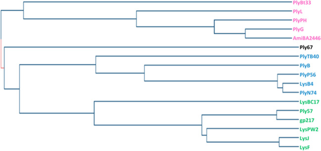 Phylogenetic tree of CBD domains. The amino acid sequence of each CBD domain was used to create a neighbor-joining tree without distance corrections (UniProt). Blue represents Cluster 1, green Cluster 2, and pink Cluster 3 of the CBDs domain